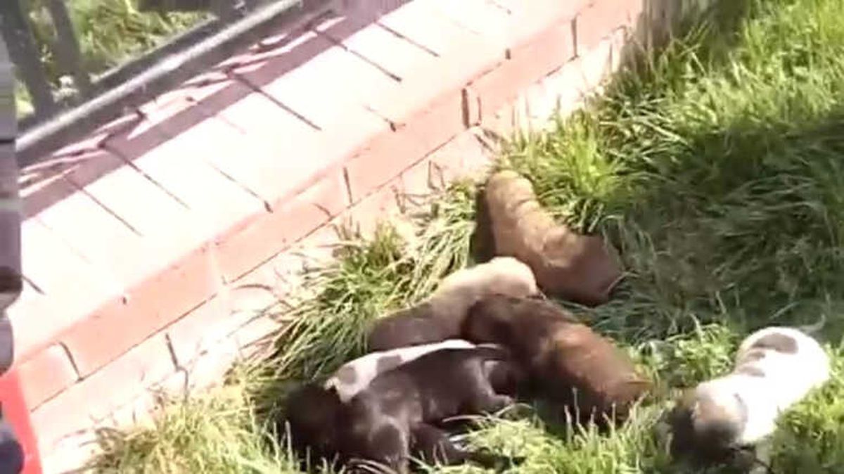 Boğulmak Üzere Olan 7 Yavru Köpek Kurtarıldı