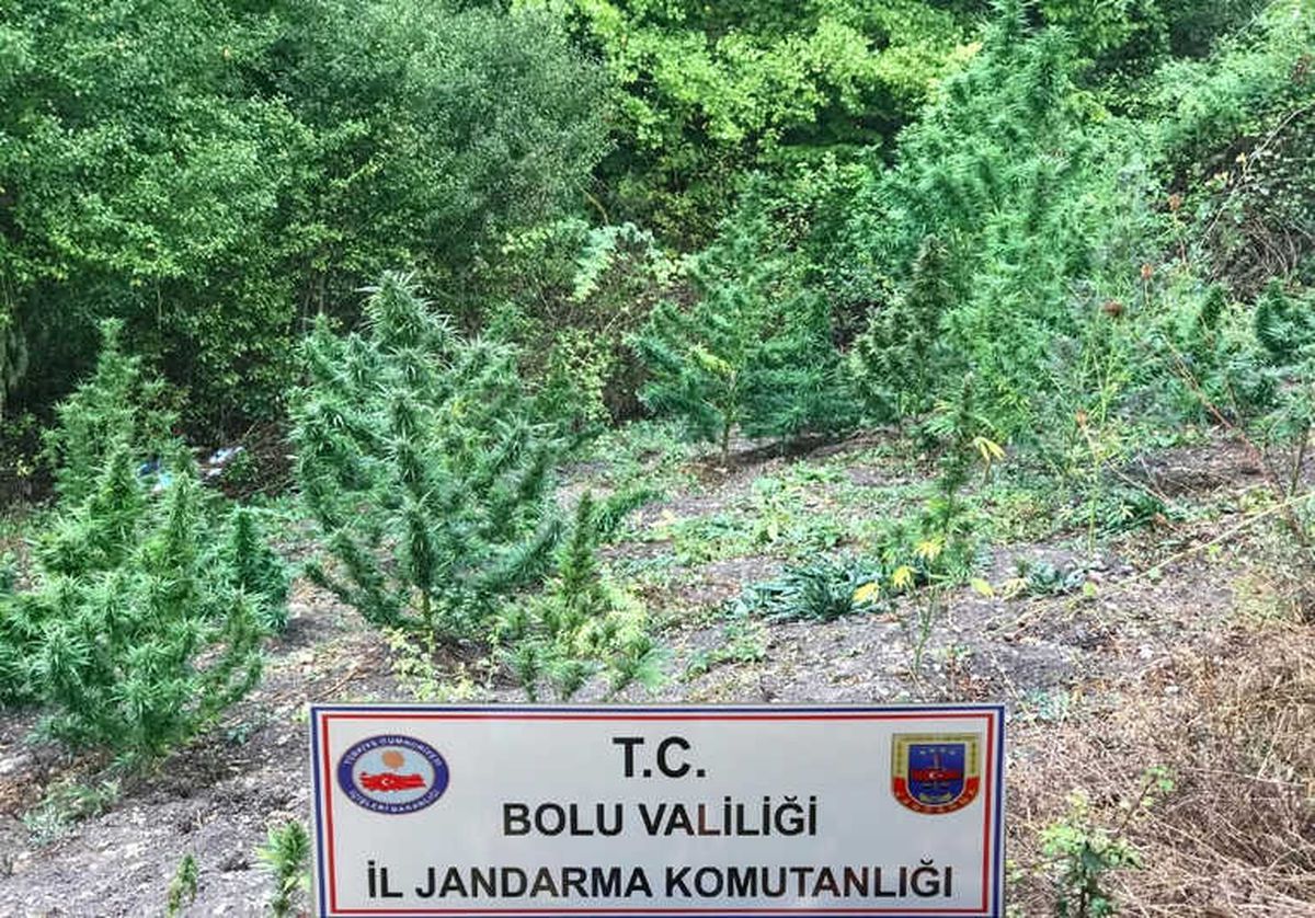 Bolu\'da Uyuşturucu Operasyonu: 6 Gözaltı