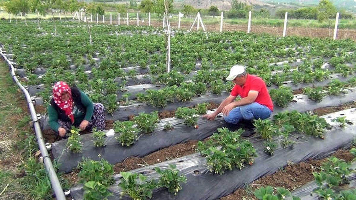 Çilek Üretimiyle Marka Haline Geldiler