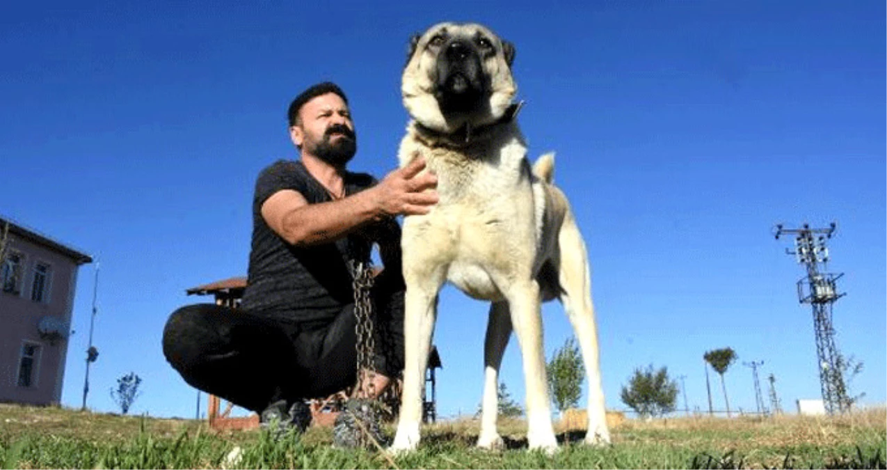 İtalya\'nın \'\'Kangal Alın\'\' Çağrısına Üreticilerden Cevap: Köpeklerin Yurt Dışına Çıkması İzne Tabi