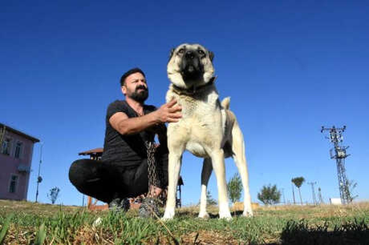 Kangal Üreticisi: Köpeklerimizin İtalya\'ya Gitmesinden Gurur Duyarız