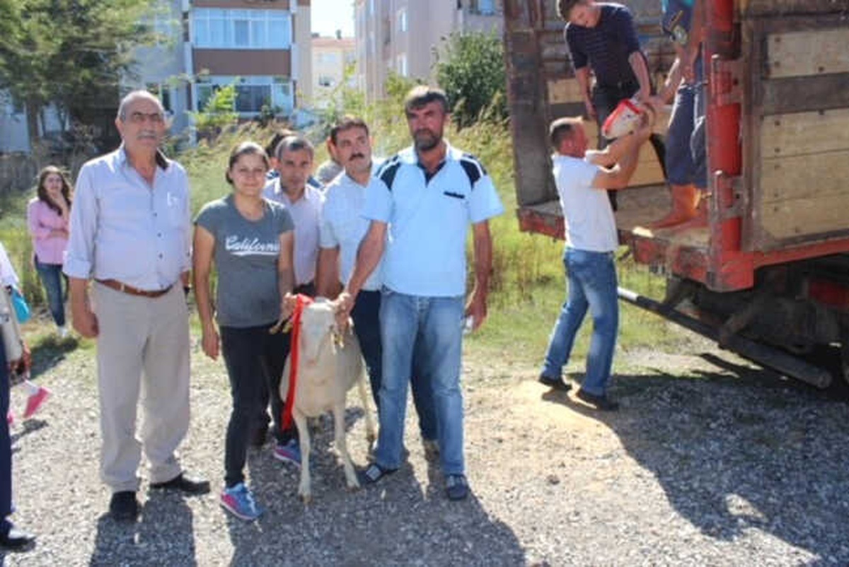Kırklareli\'de 47 Adet Kıvırcık Irkı Damızlık Koç Dağıtıldı