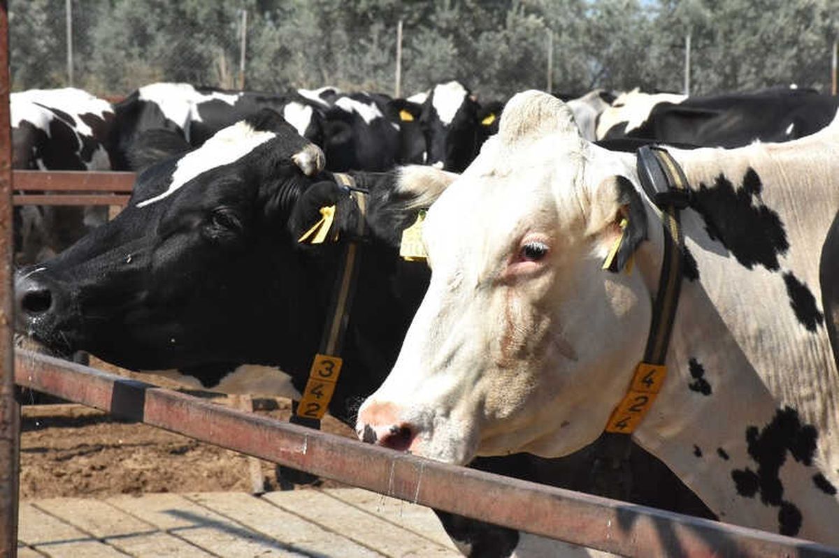 Muğla\'da Şap Aşılama Kampanyası Başladı