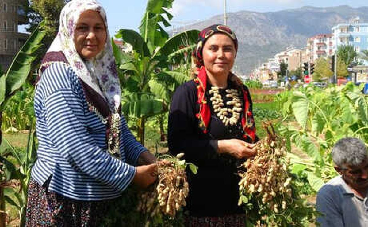 Refüjde Hasat Zamanı