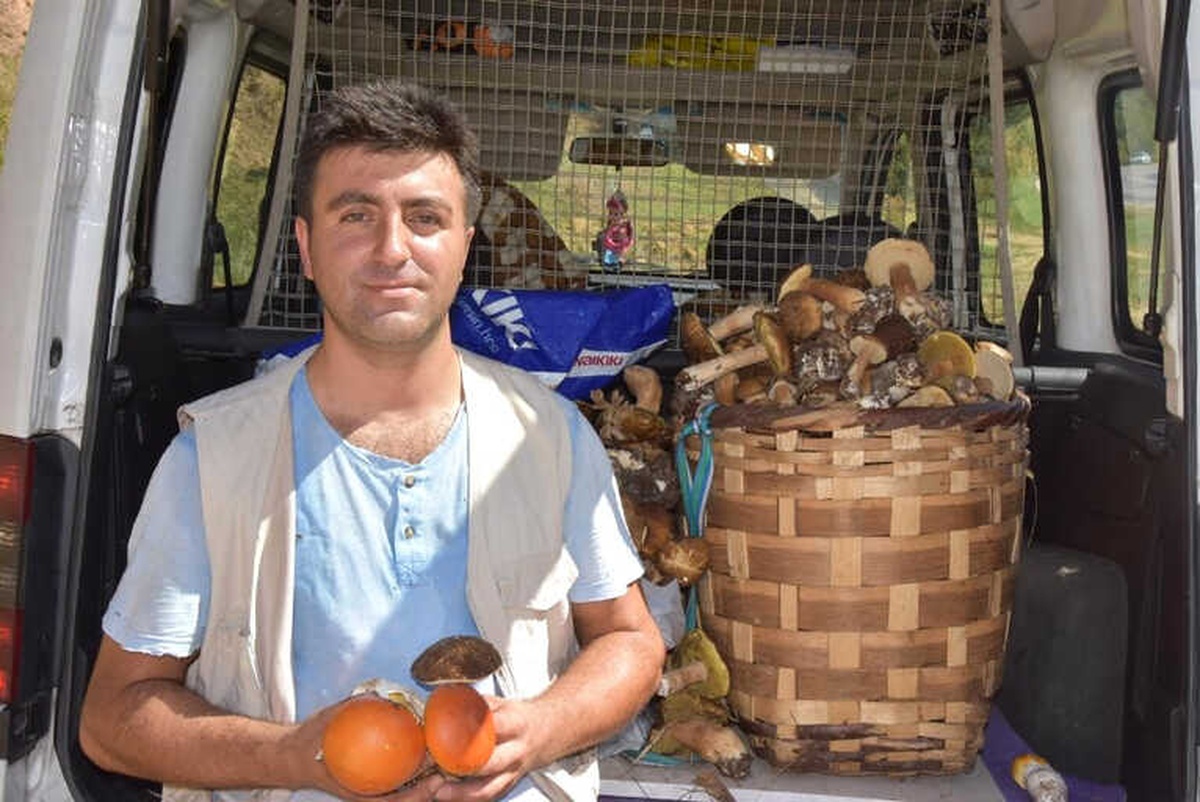 Sinop\'un Ormanlarından Fesleğen Mantarı Fışkırıyor