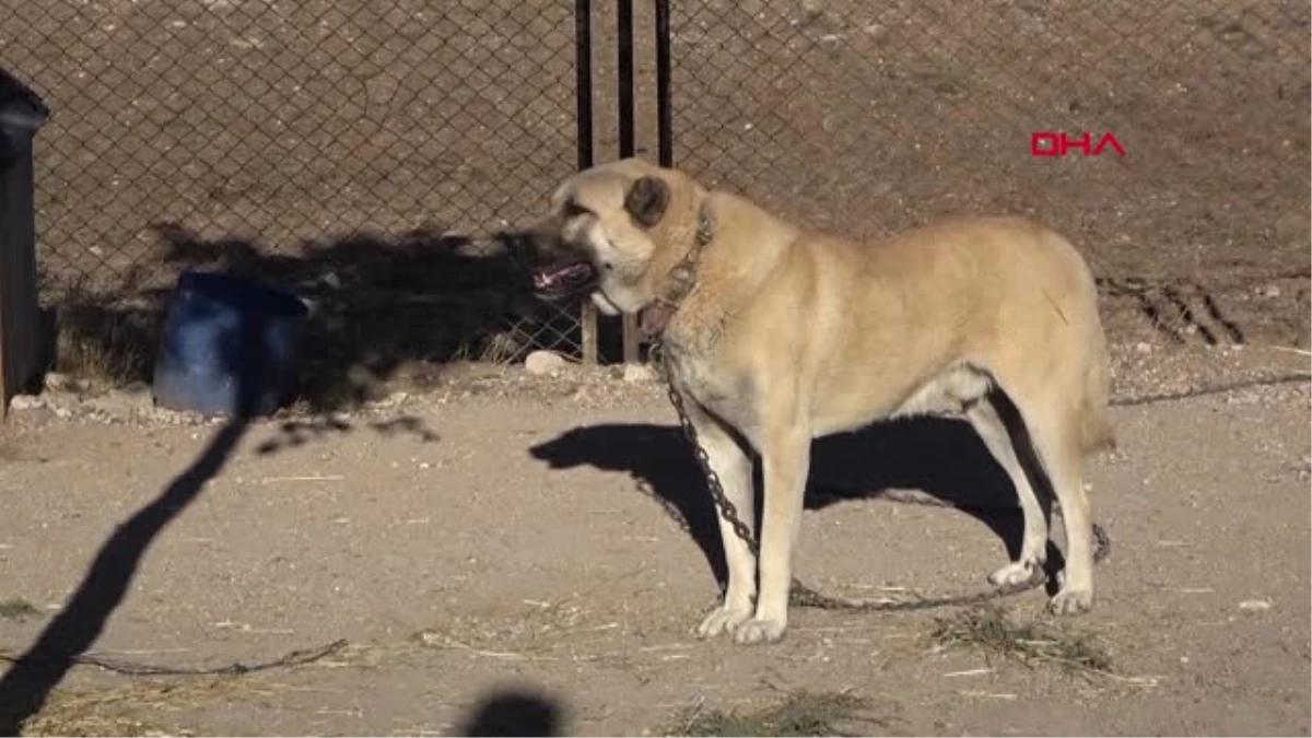 Sivas Kangal Köpekleri Özel İzinle İtalya\'ya Gönderilebilir