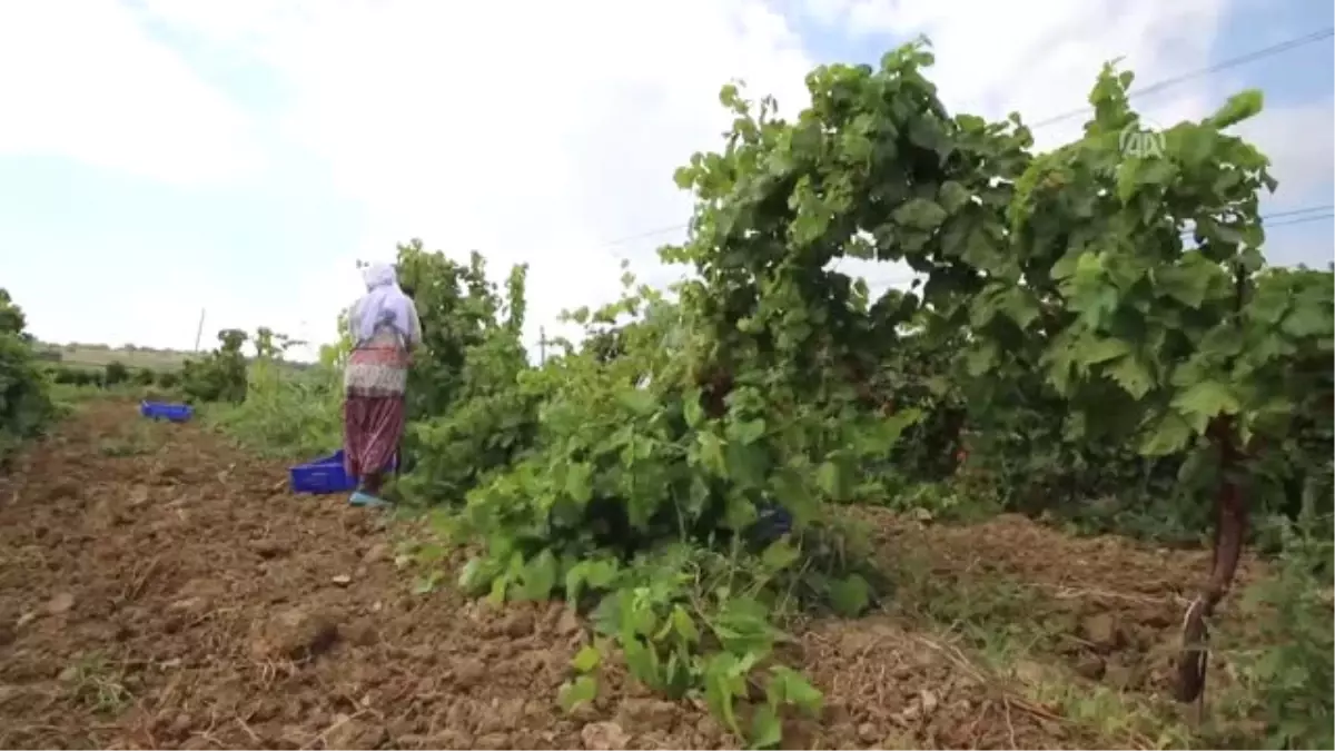 Üzüm Kabuğu ve Çekirdeği de Ekonomiye Kazandırılıyor - Tekirdağ