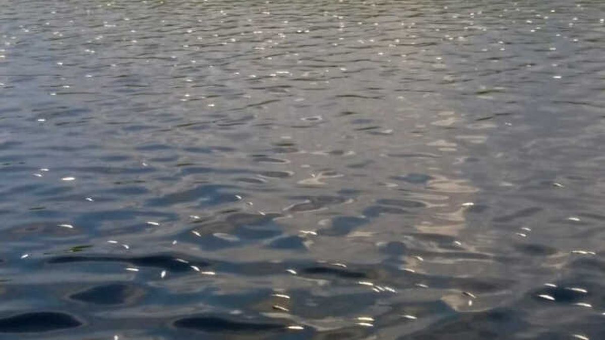 Asi Nehri\'nde Binlerce Ölü Balık Sahile Vurdu
