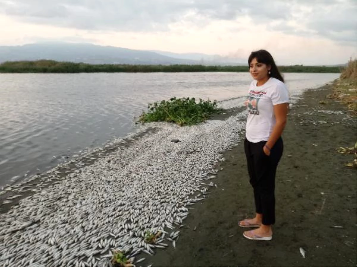 Asi Nehri\'nde On Binlerce Balık Telef Oldu