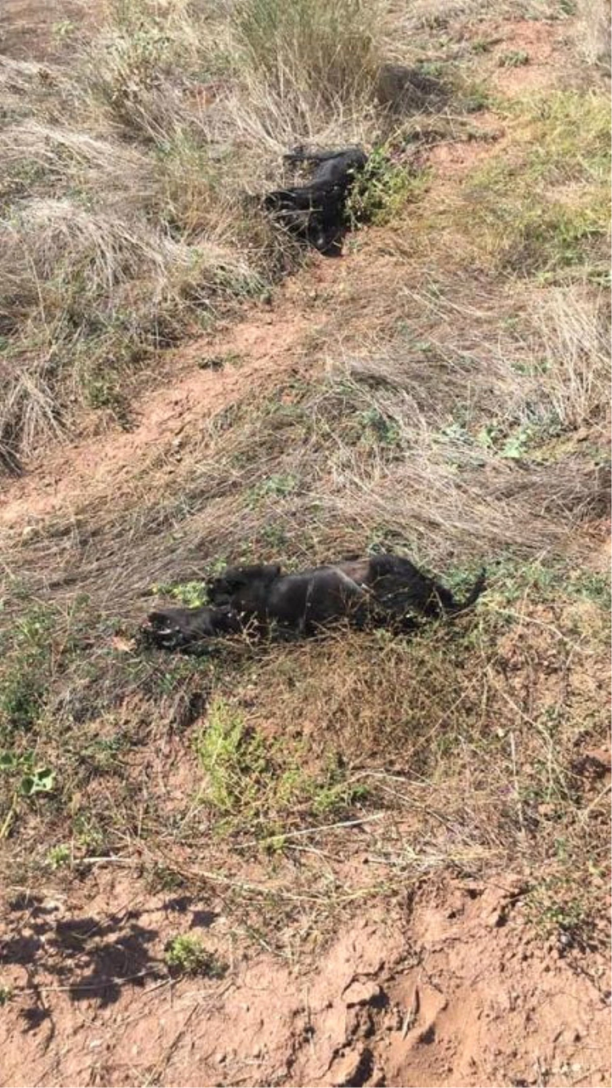 Bolu\'da Yavru Köpekleri Tüfekle Vurdular