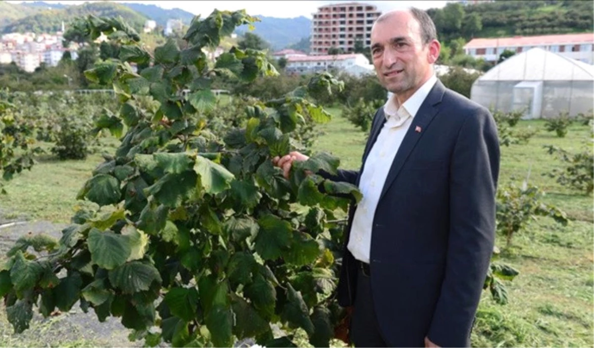 Fındıkta Mekanizasyon İçin Tek Köklü Sistem Önerisi