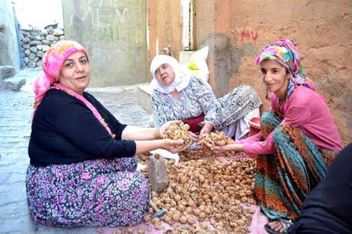 Fıstık ve Ceviz Ayıklama, Siirtli Ev Kadınlarının Geçim Kaynağı