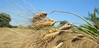 Kent Ekonomisine Katkı Ödülü Seferihisar Belediyesi'ne