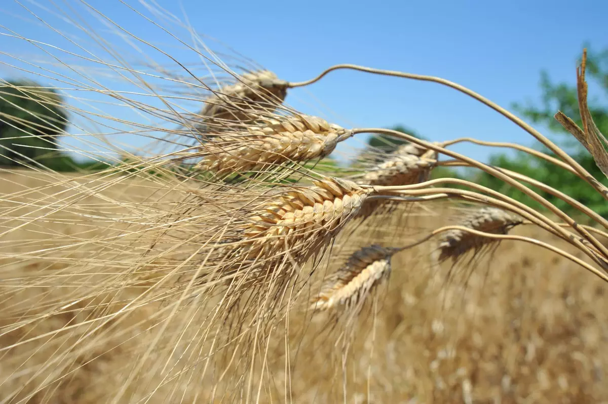 Kent Ekonomisine Katkı Ödülü Seferihisar Belediyesi\'ne