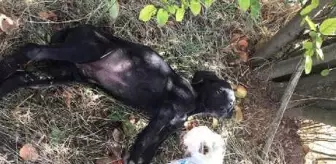 Köpekleri Ağaca Asıp Tüfekle Vurmuşlar