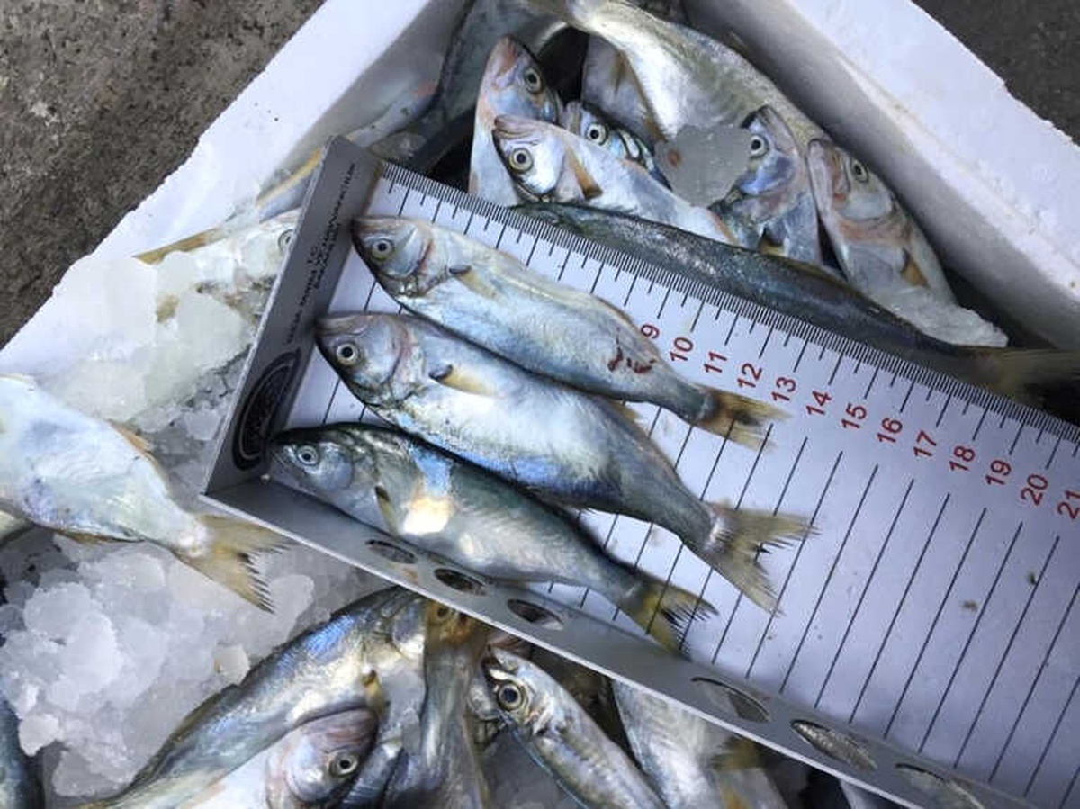 Ordu\'da Küçük Boy Balıklara Sıkı Denetim
