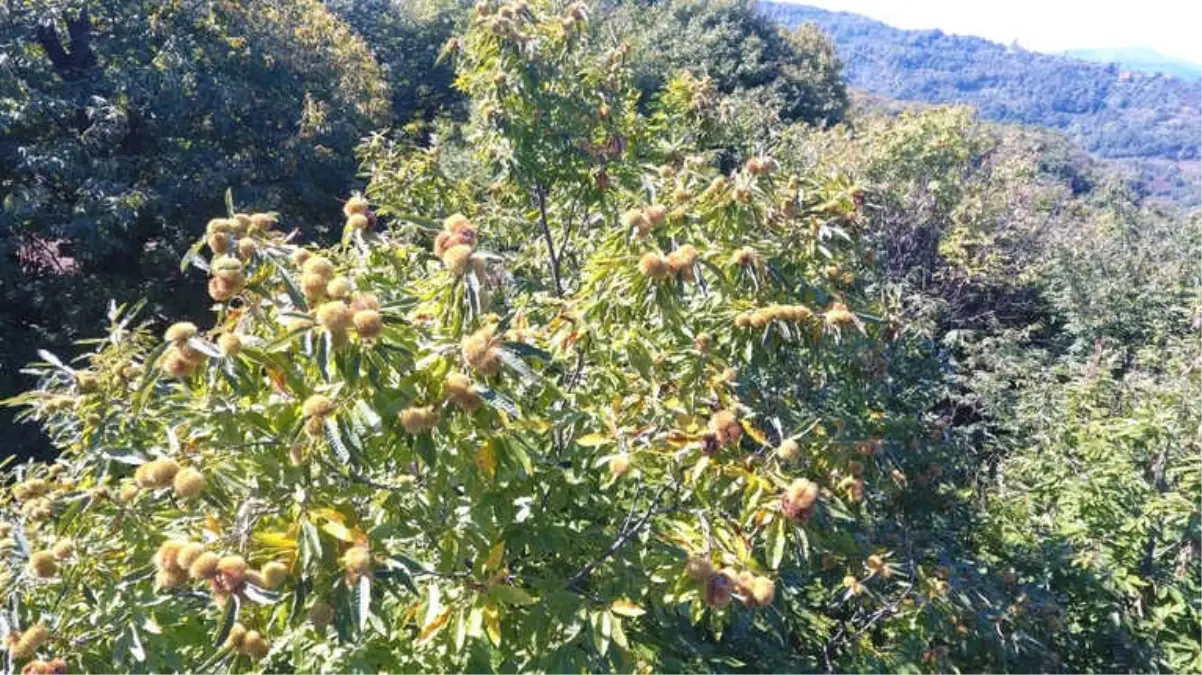 Sinop\'ta Kestane Hasadı Başladı