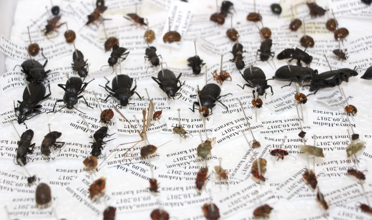 10 Yılda 100 Bin Böcek Toplayarak \'Böcek Müzesi\' Yaptılar
