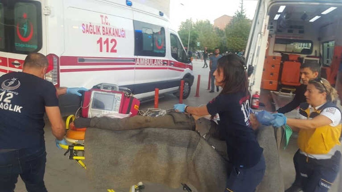 Ağacın Altında Kalan Yaşlı Adam Öldü