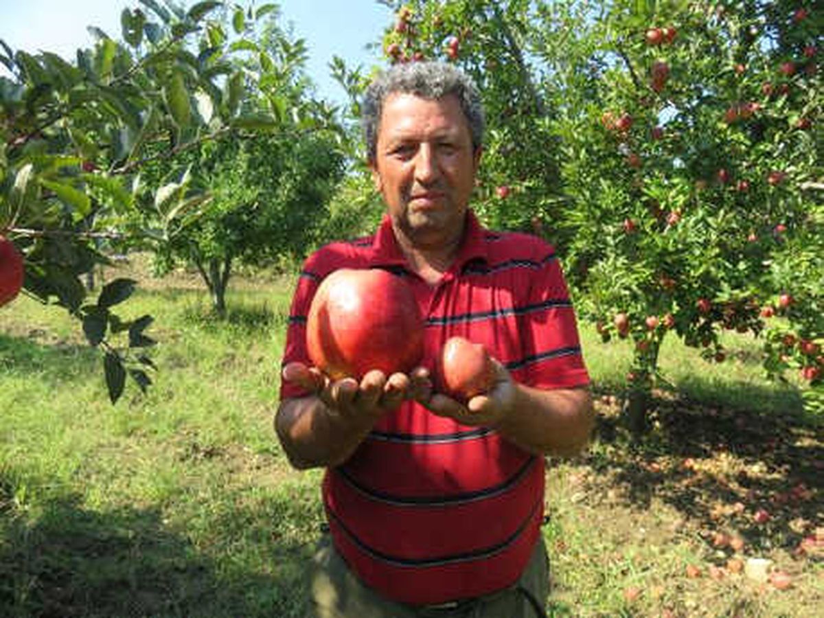 Bayramiç\'te Yetişen 1 Kilo 105 Gramlık Elma Şaşırttı