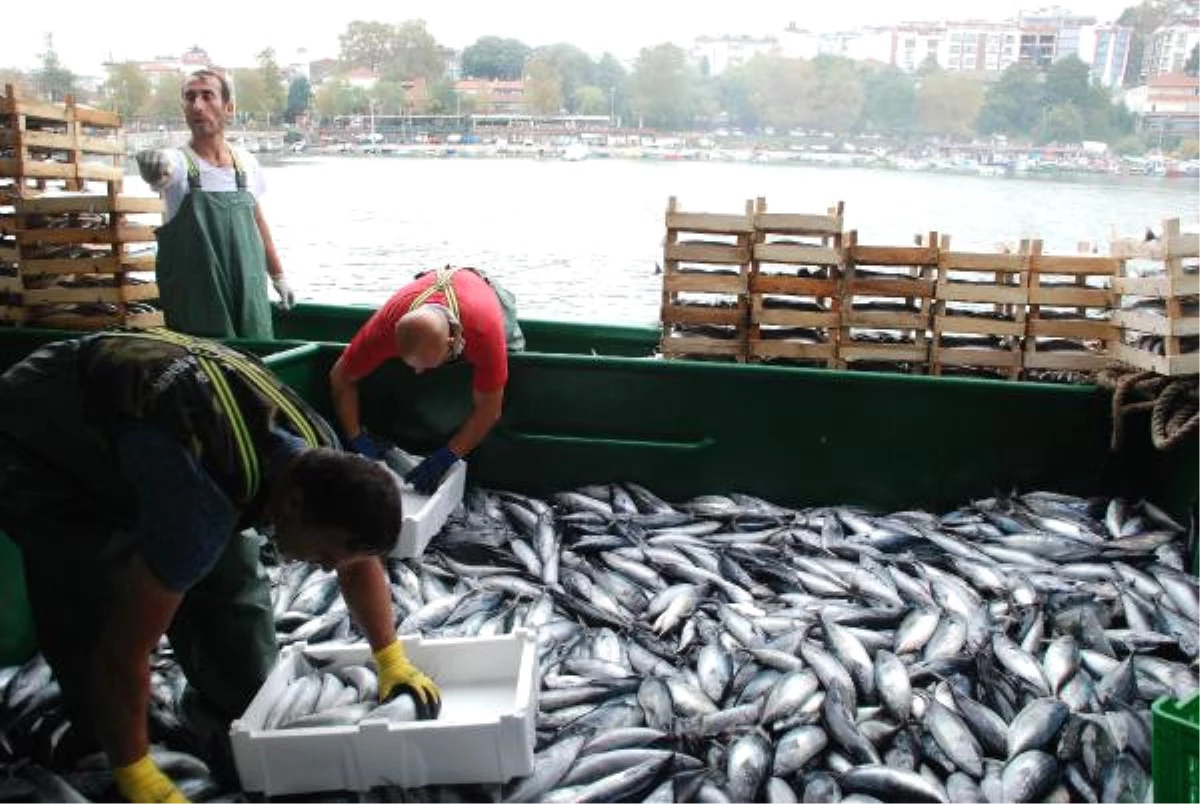 Denizden 30 Ton Palamutla Döndü