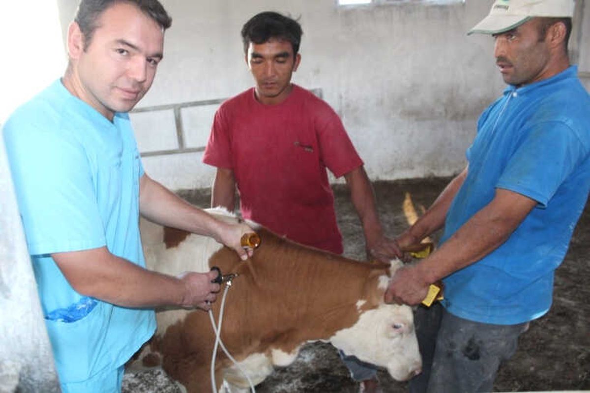 Iğdır\'da Şap Aşılama Kampanyası