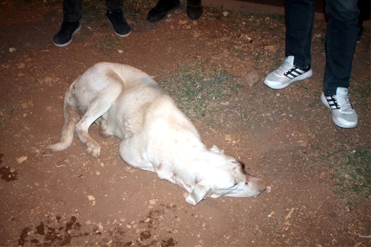 Mardin\'de Vahşet! Gözünü Canice Oydukları Köpeği Ölüme Terkettiler