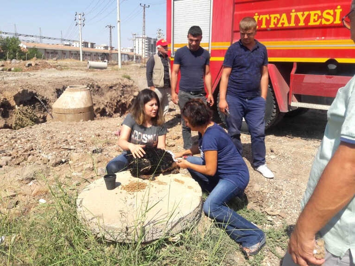 Ölmek Üzere Olan Köpek Vatandaşların Duyarlılığı Sayesinde Kurtarıldı