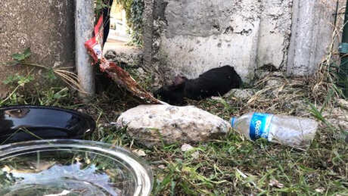Ön Ayakları Kesilen Kedi Tedaviye Alındı
