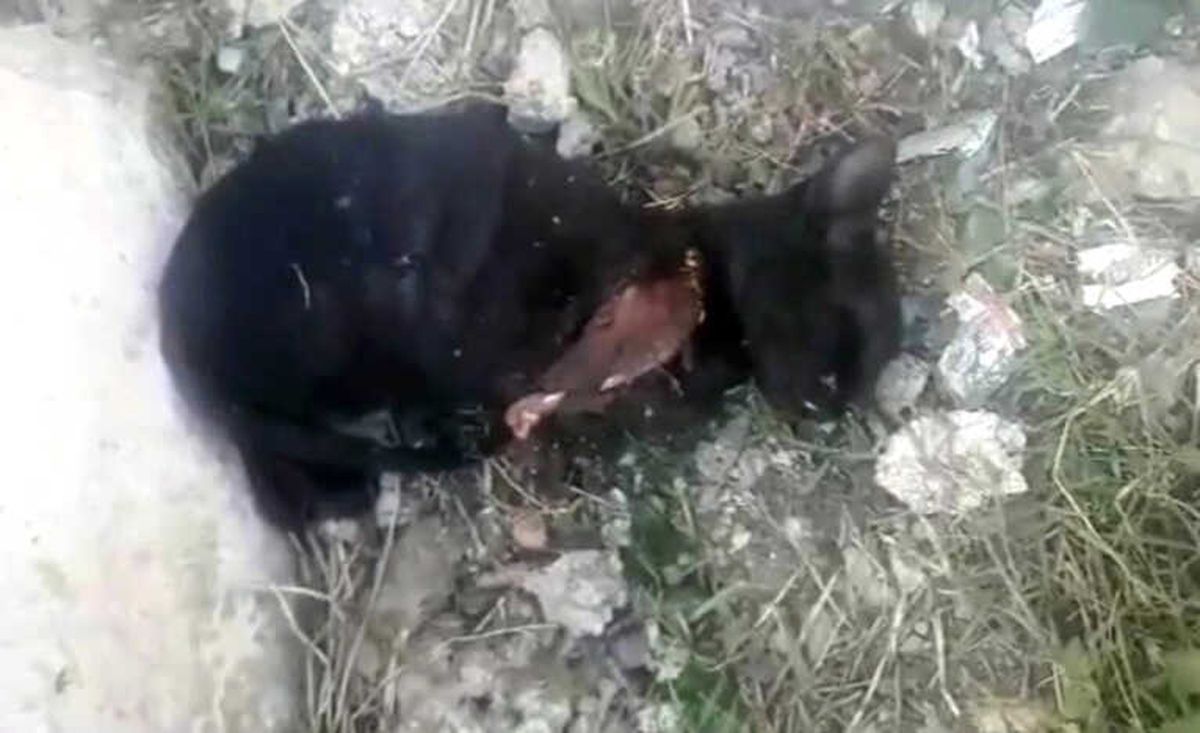 Sakarya\'da Ön İki Ayağı Kesilen Kedi Tedavi Altına Alındı