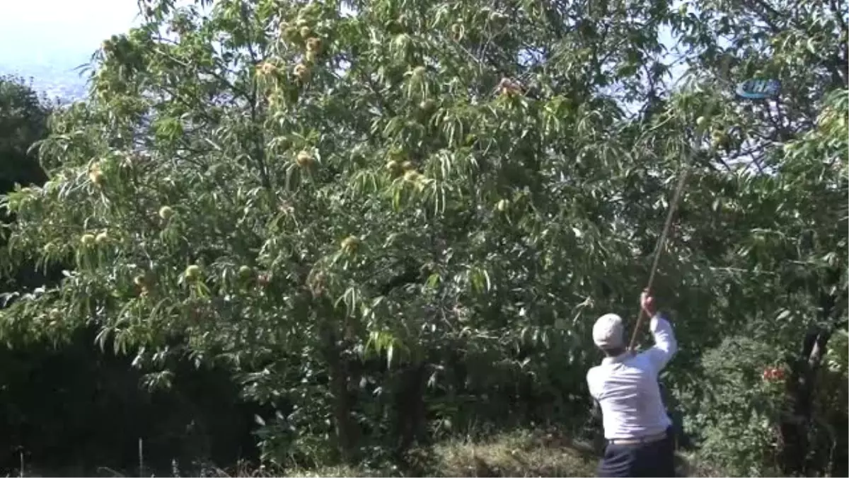 Uludağ\'da Kestane Hasadı Başladı