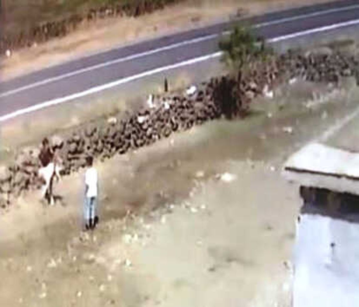 Umduklarını Bulamayınca Köpeği Çaldılar