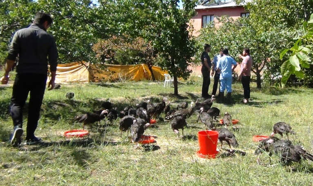 300 Hindi Telef Oldu: Sebebi Bilinmiyor