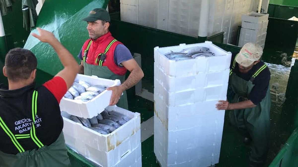 Akçakoca\'da Balıkçılar Karadeniz\'den 40 Ton Palamutla Döndü