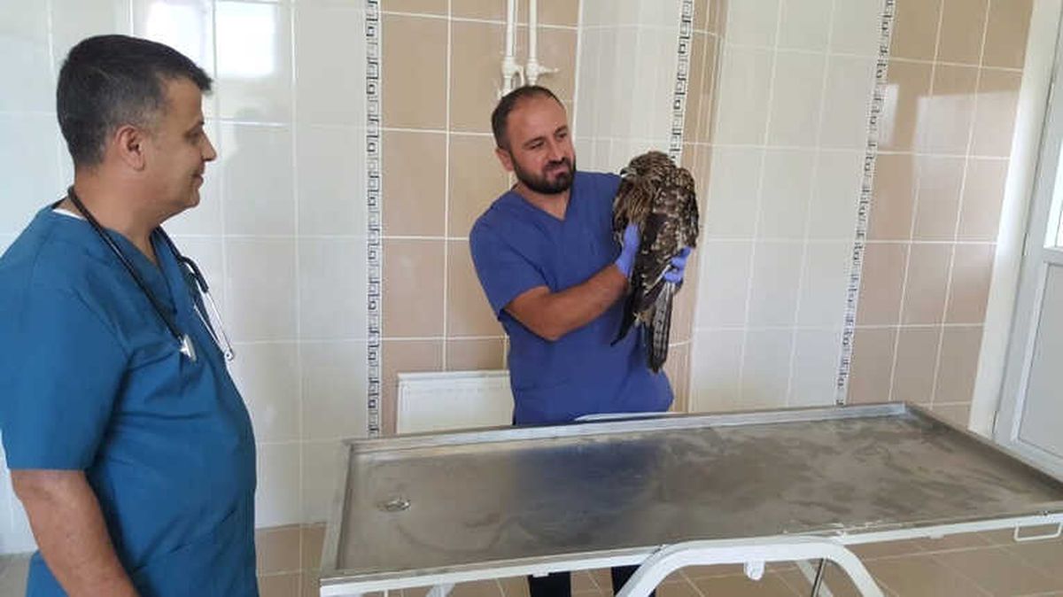 Ateşli Silahla Yaralanan Kızıl Şahin Tedavi Altına Alındı