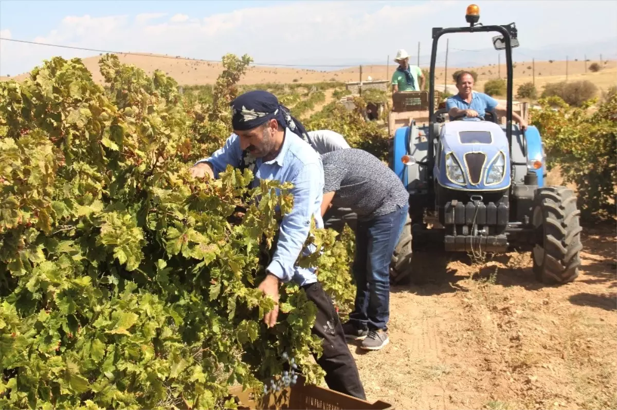 Bağ Bozumu İşçilerin Ekmek Kapısı Oldu