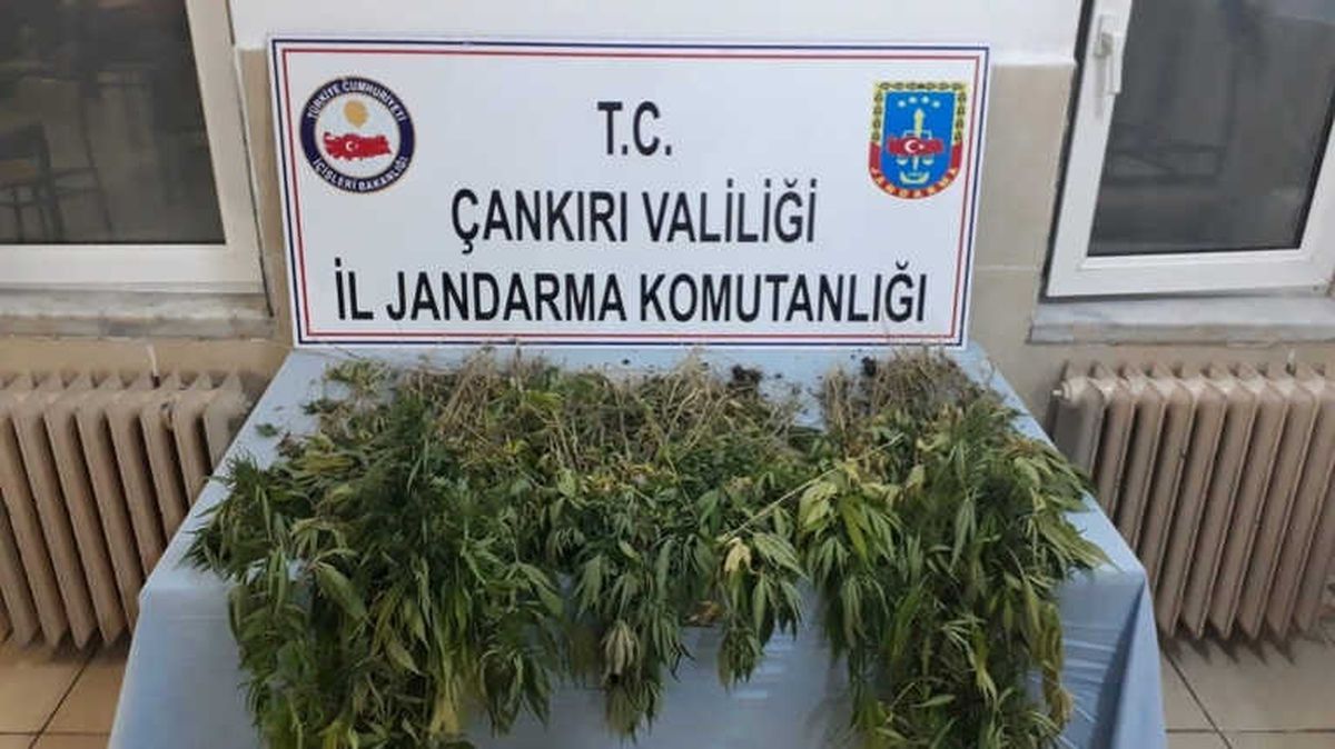 Çankırı\'da 450 Kök Kenevir Ele Geçirildi