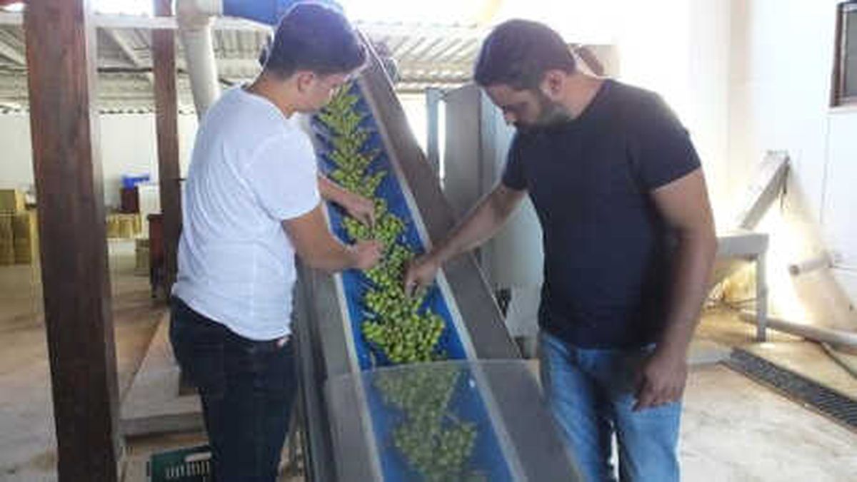 Edremit Körfezi\'nde İlk Zeytinyağı Sıkıldı