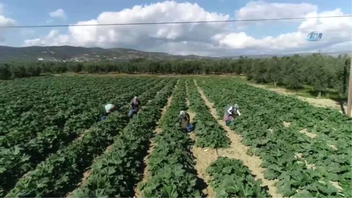 İznik\'in Kabakları Almanya\'ya İhraç Ediliyor...kabak Tarlaları Havadan Görüntülendi