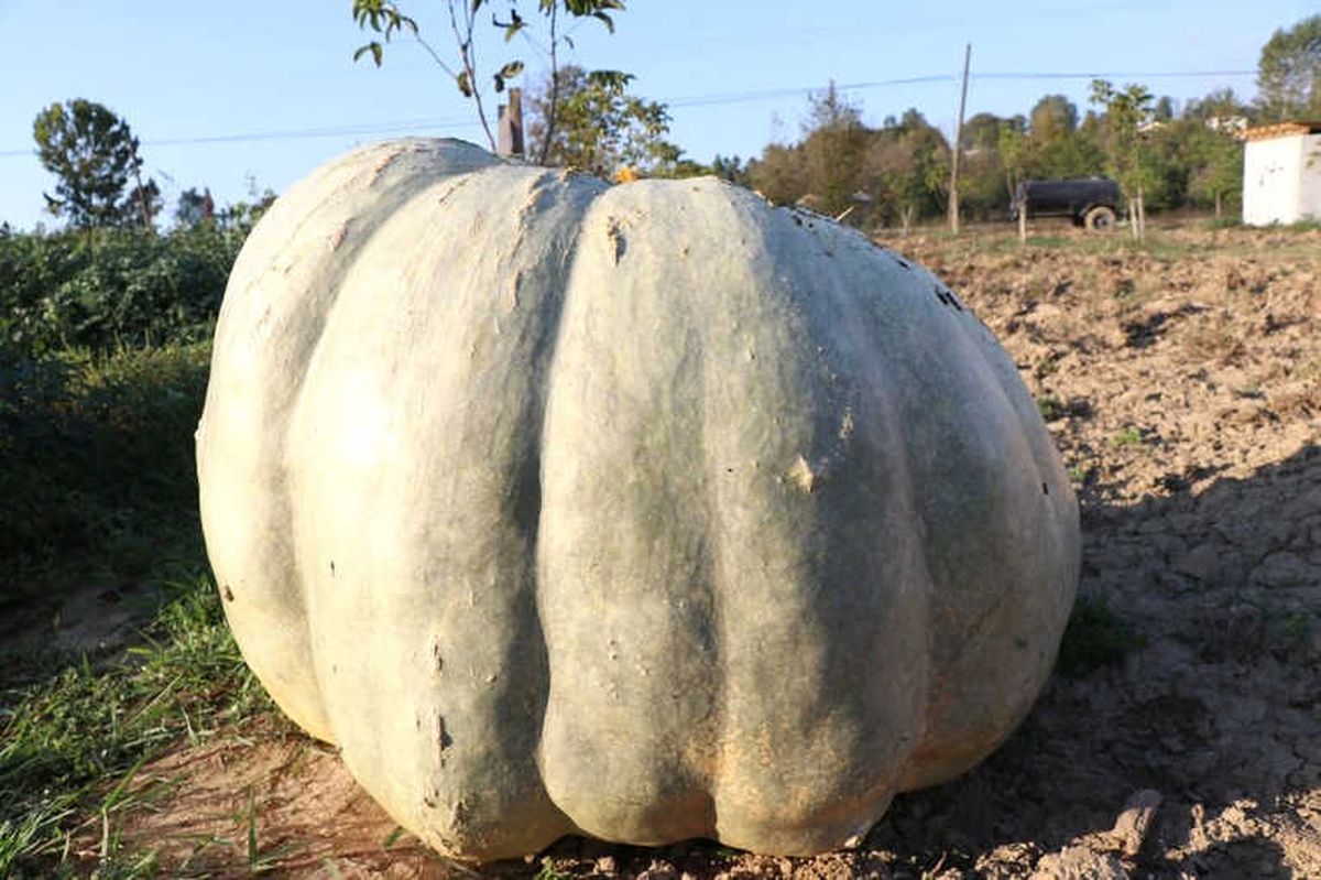 450 Kilogramlık Bal Kabağı Vatandaşlar Tarafından İlgi Görüyor