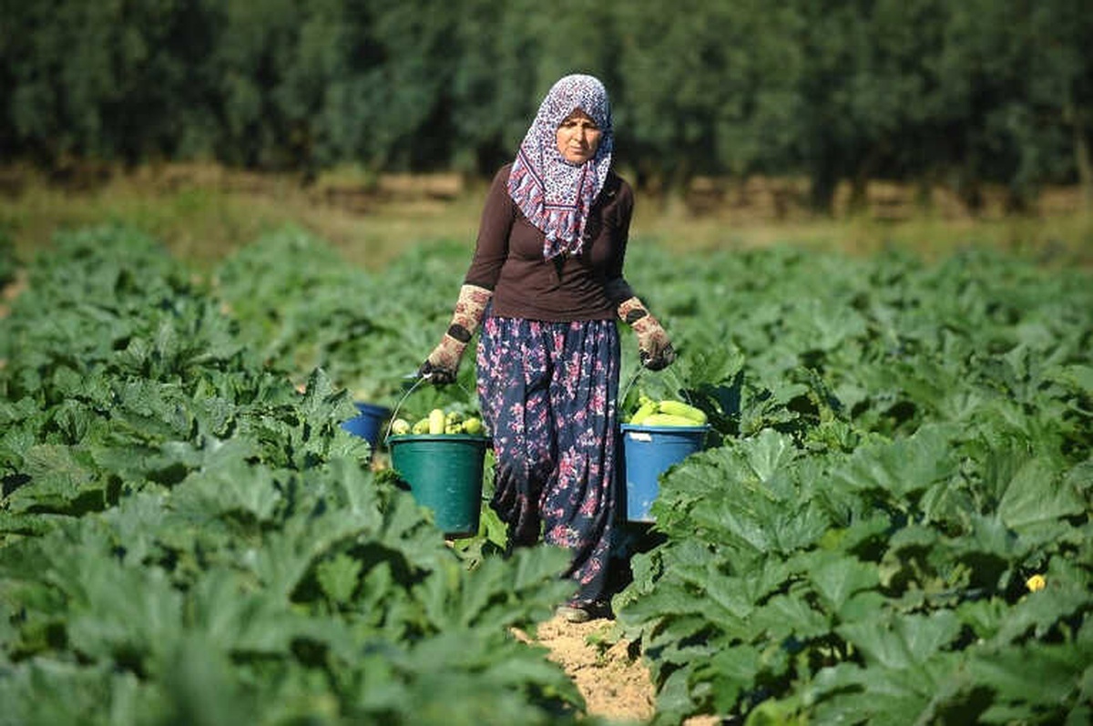 İznik\'in Kabakları Almanya\'ya İhraç Ediliyor