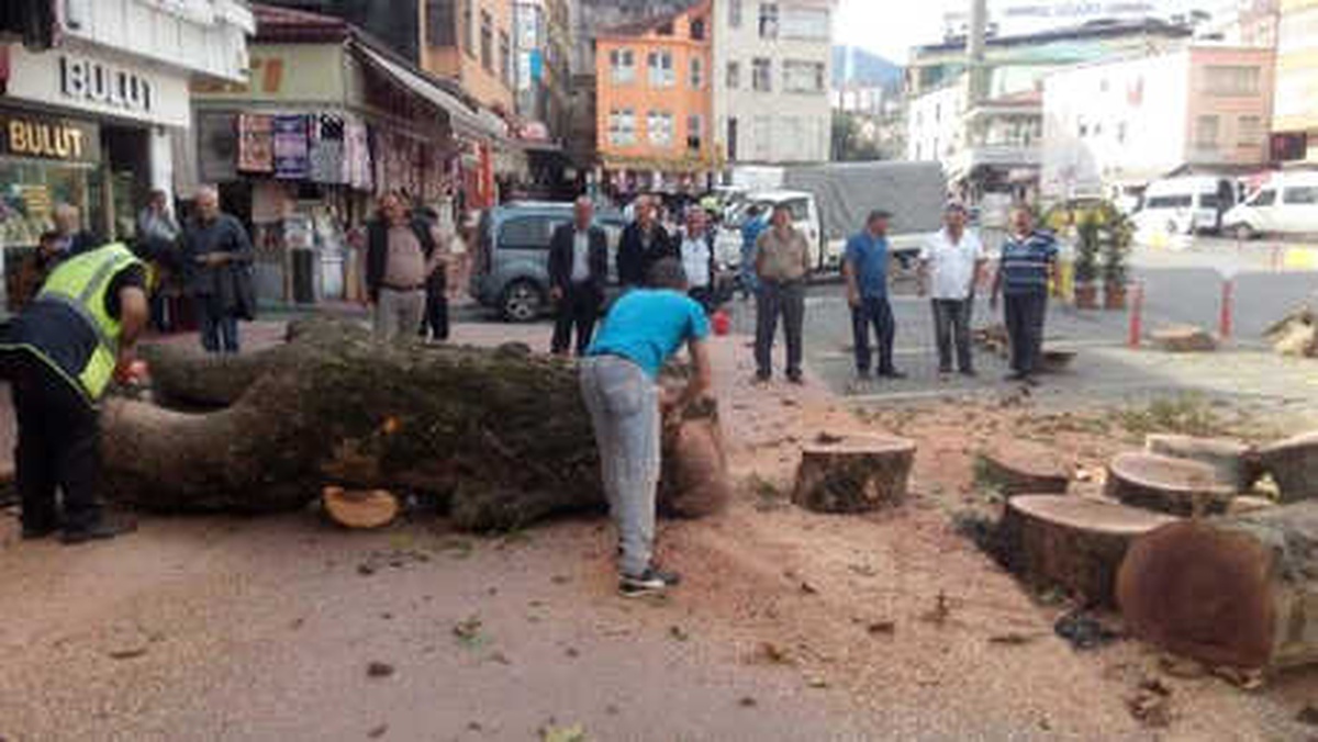Rize\'de Asırlık Çınarın Kesilmesine Tepki