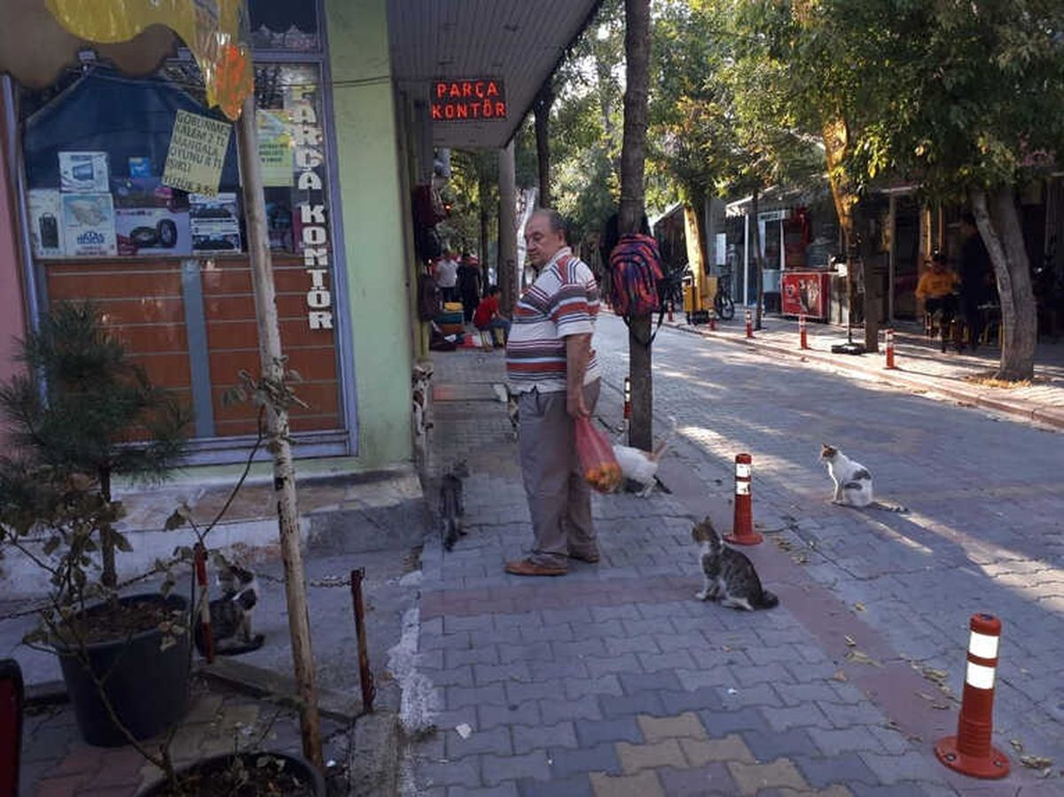 40 Yıldır Kedi Besliyor