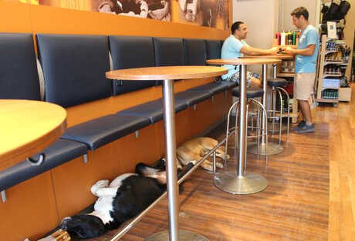 Antalya\'nın Kedi ve Köpekleri Böyle Serinliyor