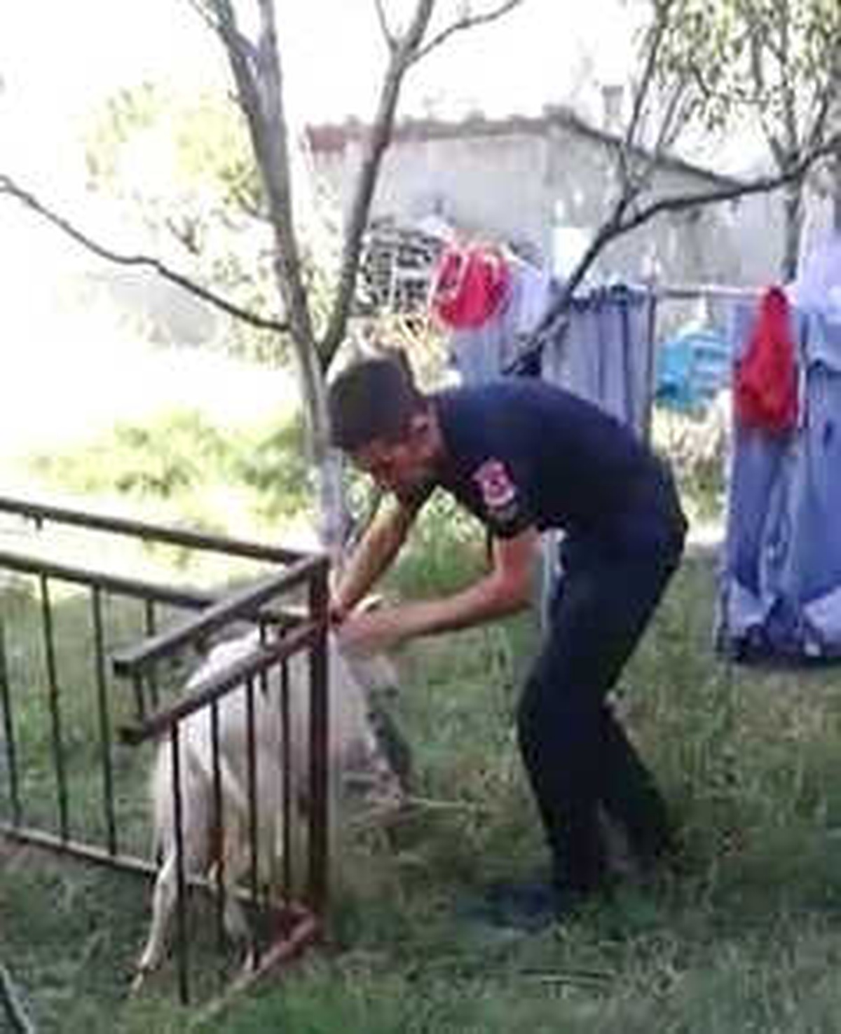 Balkon Demirlerine Sıkışan Keçiyi İtfaiye Kurtardı