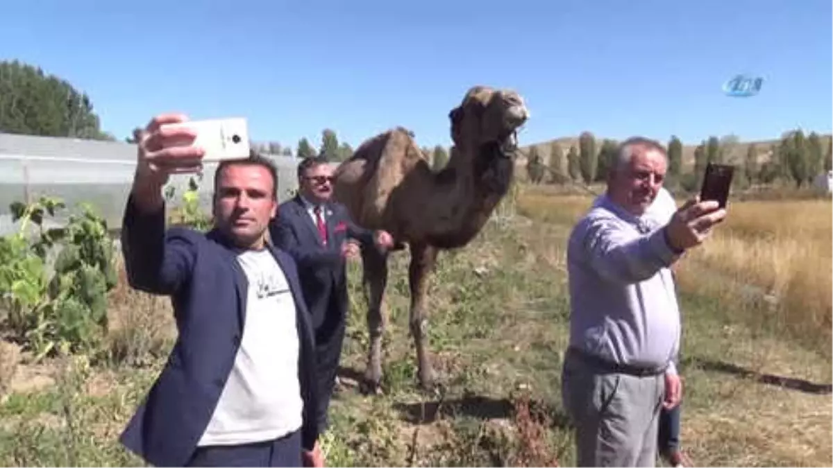 Deveyi Gören Telefona Sarıldı