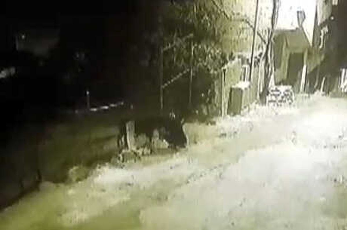 Hayvan Çalan Şüpheli Tutuklandı
