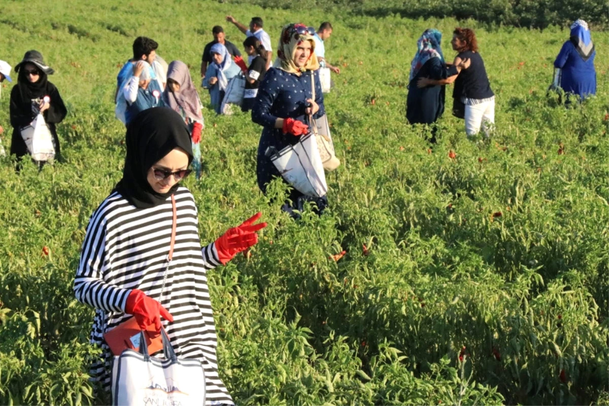 İsot Festivali Renkli Görüntülerle Başladı