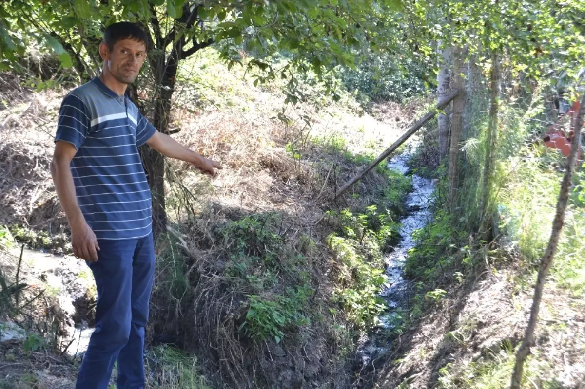 Mahallenin Kanalizasyonu Ağaçları Kuruttu