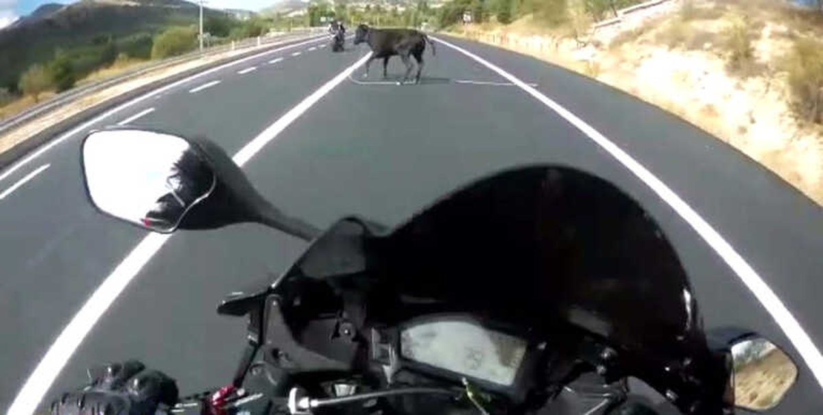 Motosikletli Genç, Önüne Atlayan İneğe Çarpmaktan Son Anda Kurtuldu